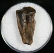 Triceratops Shed Tooth - Montana #10401-1